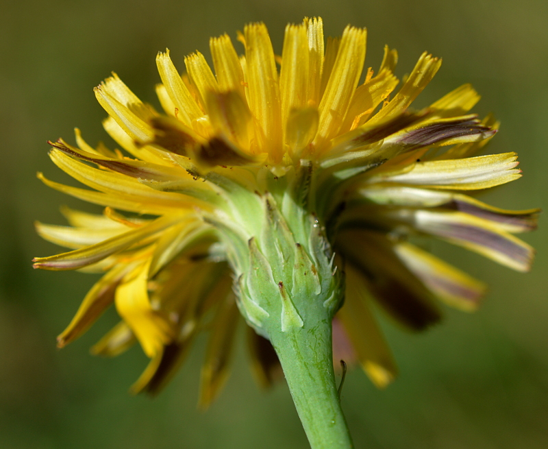 involucre