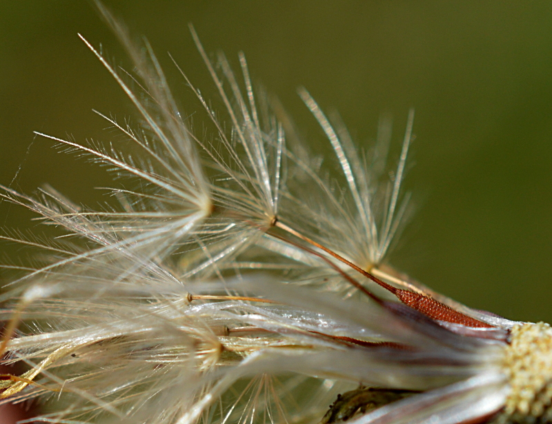 plumes sur porcelle